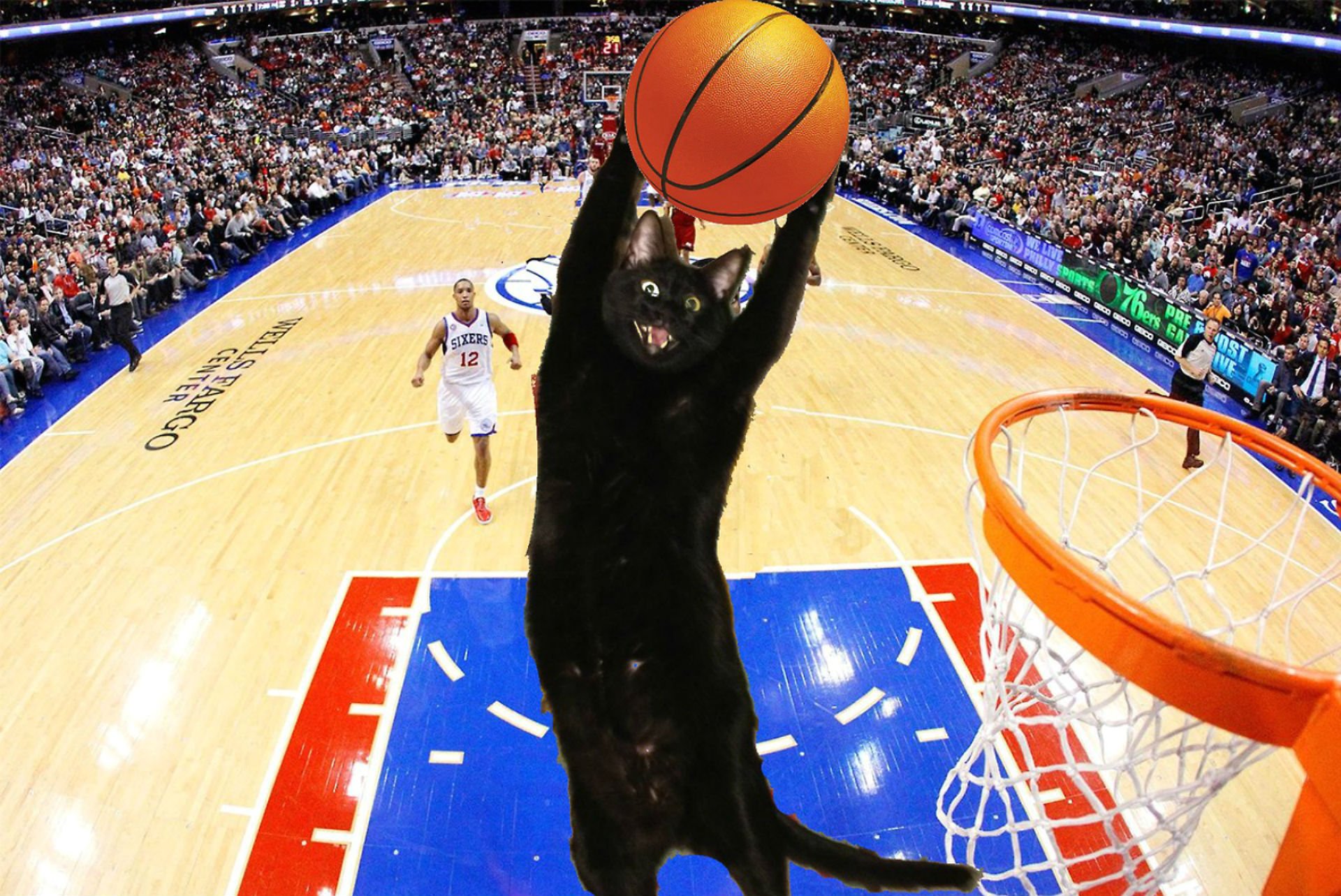 Cat NBA